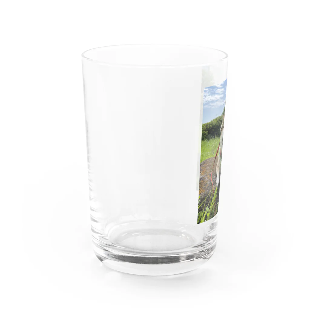 ハナちゃんの！の花冠ハナちゃん Water Glass :left