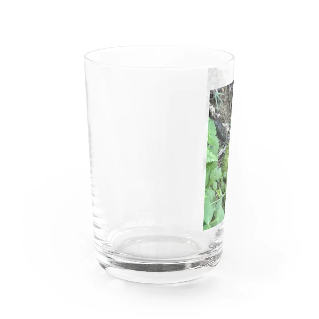 Stormの苔苔苔 Water Glass :left