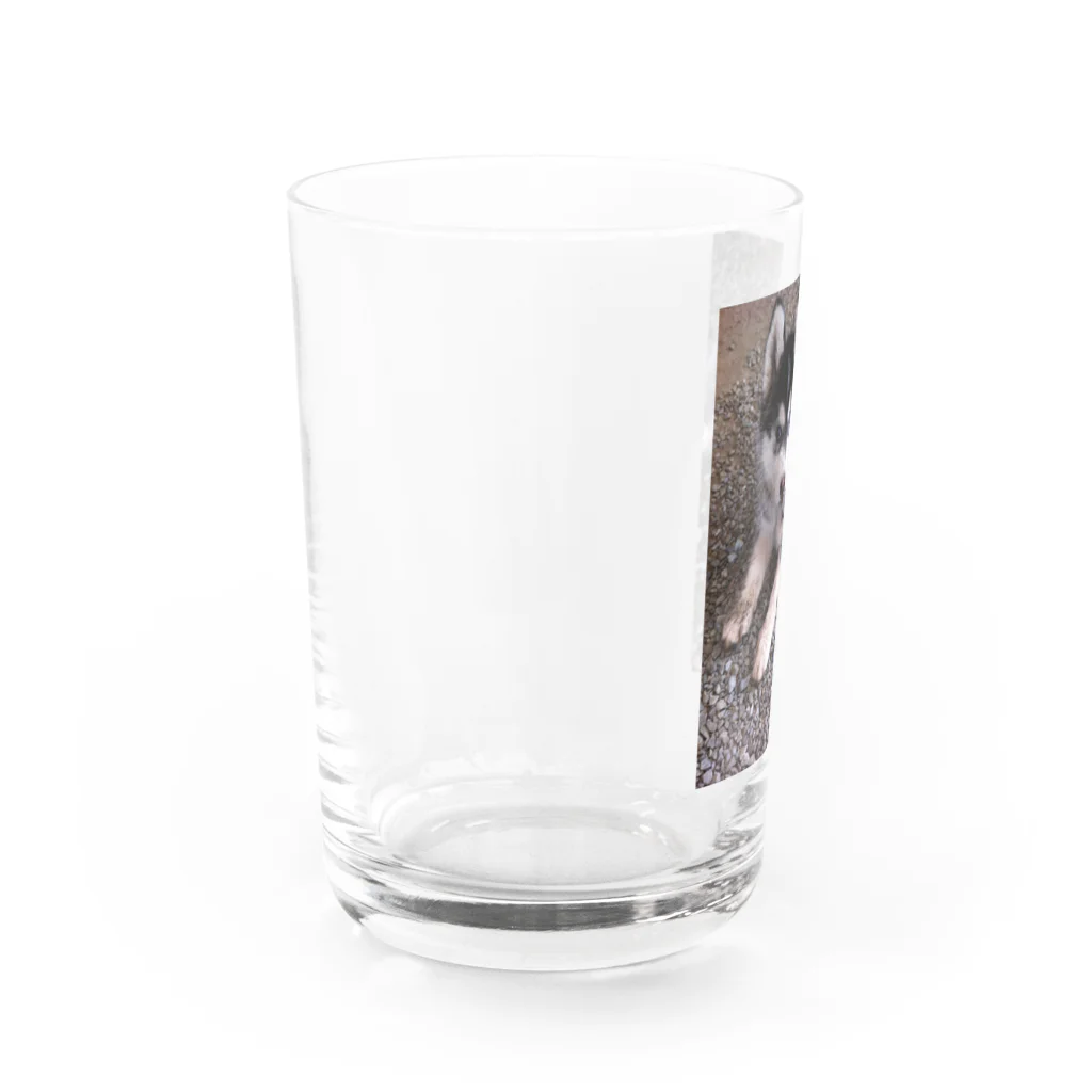 元シベリアンハスキーのチョビ(*≧∀≦*)君のどろんこチョビくん Water Glass :left