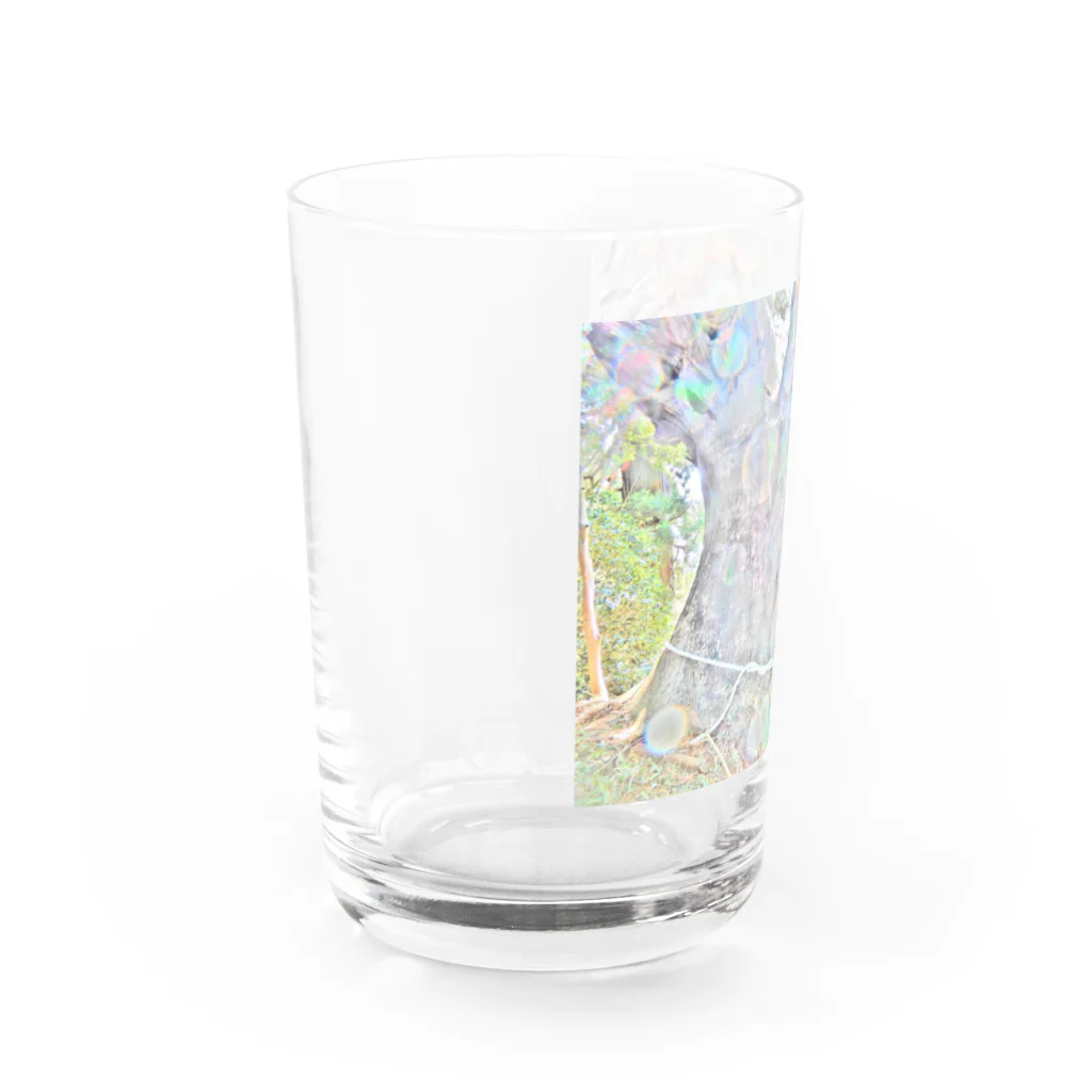 光の司　ひかりのつかさの三陸大王杉 Water Glass :left