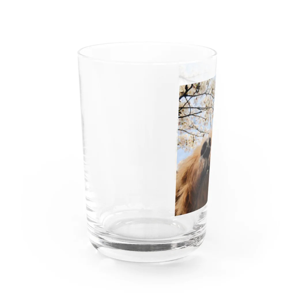 ささみの日常のももちゃんが見る景色〜桜〜 Water Glass :left