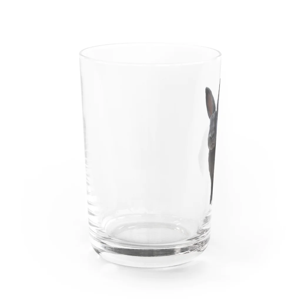 モフモフ動物ストアの凛々うさぎ Water Glass :left