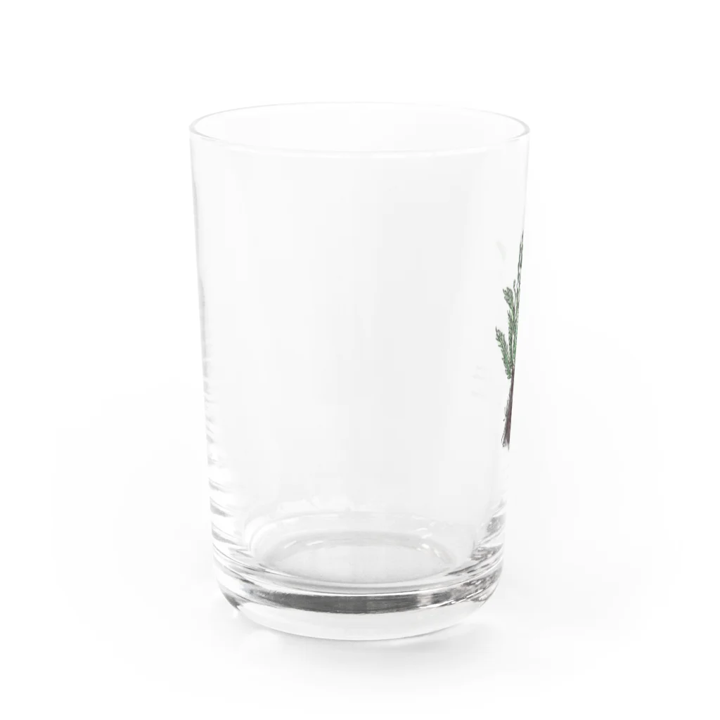 native forest 植物グッズのお店のブレクナム オブツサタムvar.オブツサタム Water Glass :left