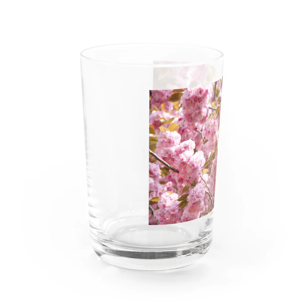 Jodlerin Sakura Kitagawa und die Edelweißmusikantenの八重さくら　１ Water Glass :left