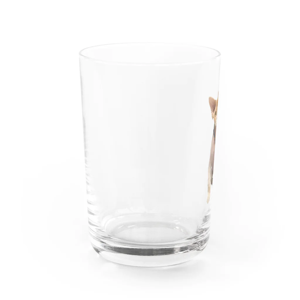 小鳥と映画館のオーダー品 水彩画 スフィンクス バズちゃん 全身 Water Glass :left