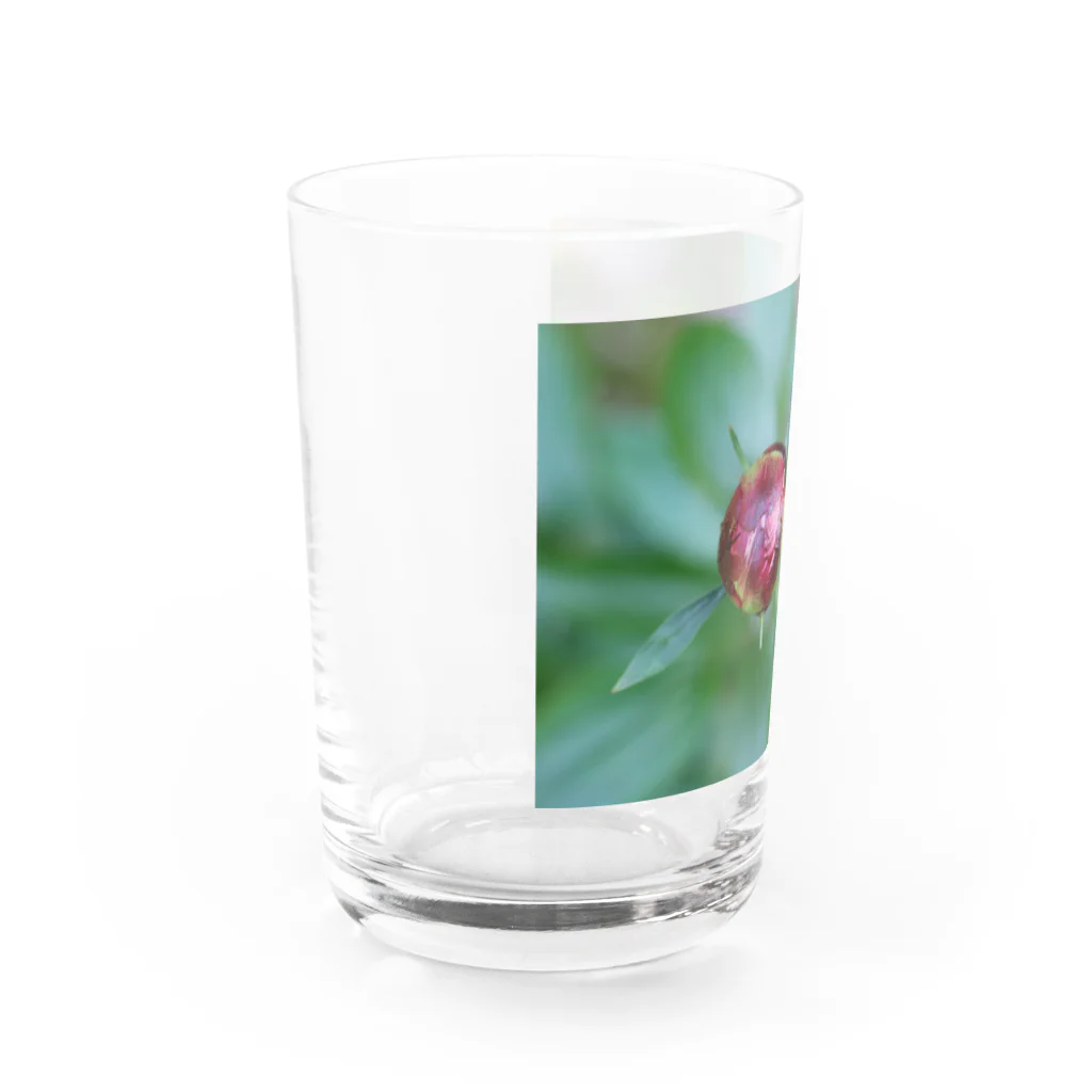 Aiko Nakanoの芍薬？ Water Glass :left