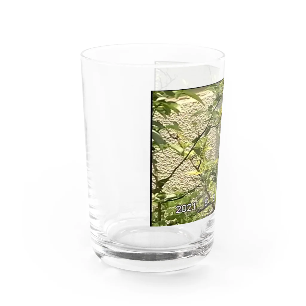 ディスク百合おんのminiDVテープ「アゲハ蝶」 Water Glass :left