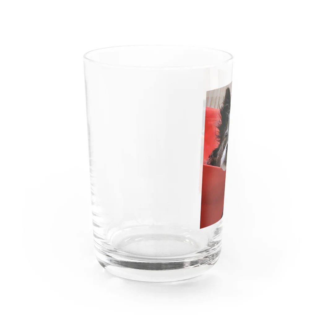 おじいちゃんチワワのハヤテのうちのハヤテ Water Glass :left