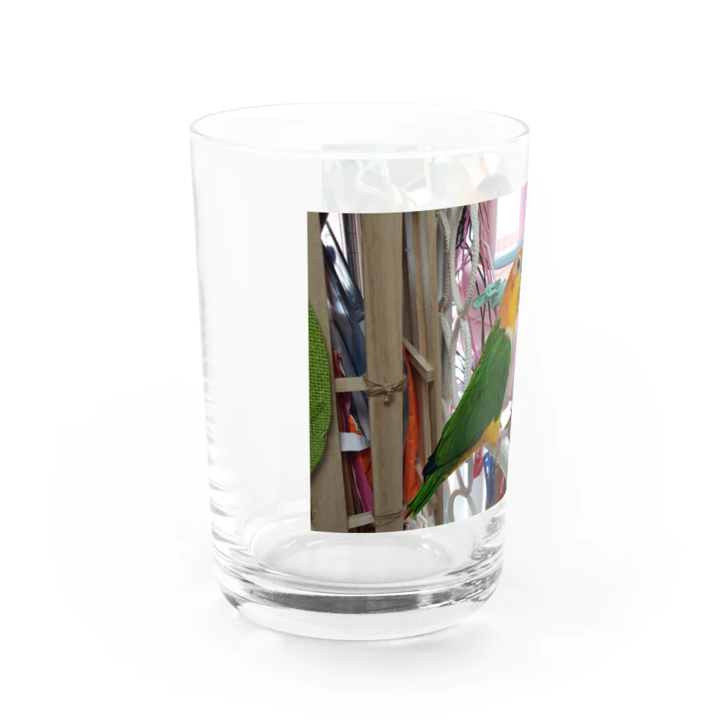 ピッチョコ倶楽部「momo＆kiraku」のシロハラとズグロ Water Glass :left