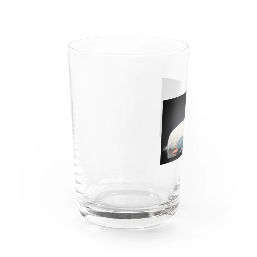 flore(犬)のflore(犬)の写真 Water Glass :left