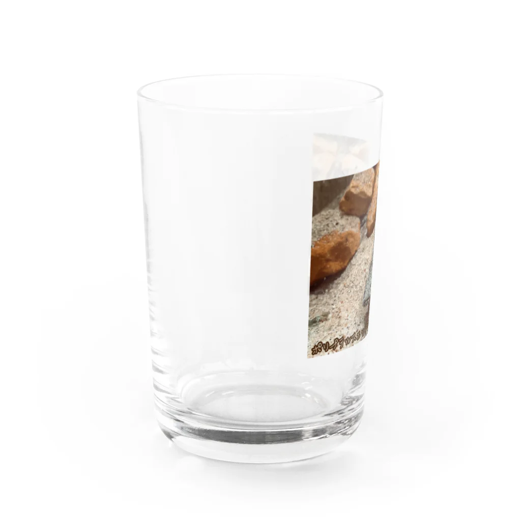 10chim.aquaのポリプテルスエンドリケリー Water Glass :left