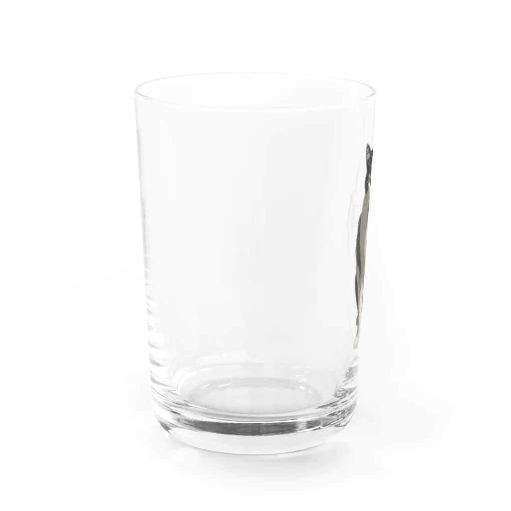 小鳥と映画館のカッコいいネコ Water Glass :left