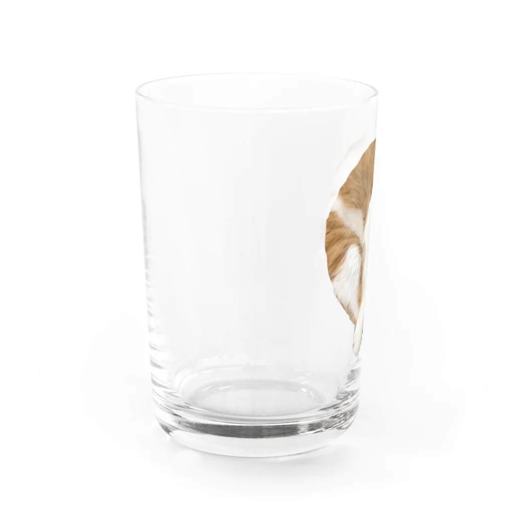 Smile Cute ..mikiのキジトラ猫のタイガーくん Water Glass :left