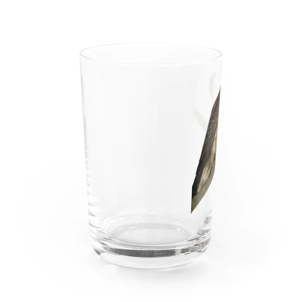 Chiikkaha(ちー）のChiikkaha  色鉛筆画 野鳥 アオバズク Water Glass :left