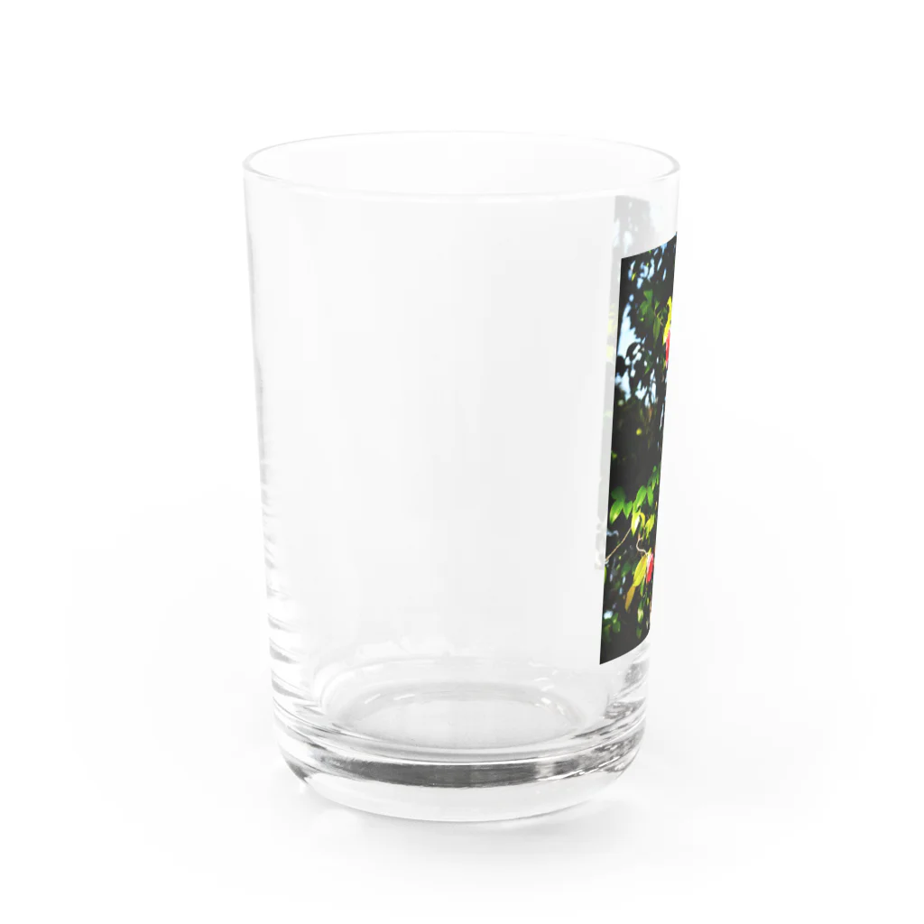 RDS_Rayon_de_soleilの支 Water Glass :left