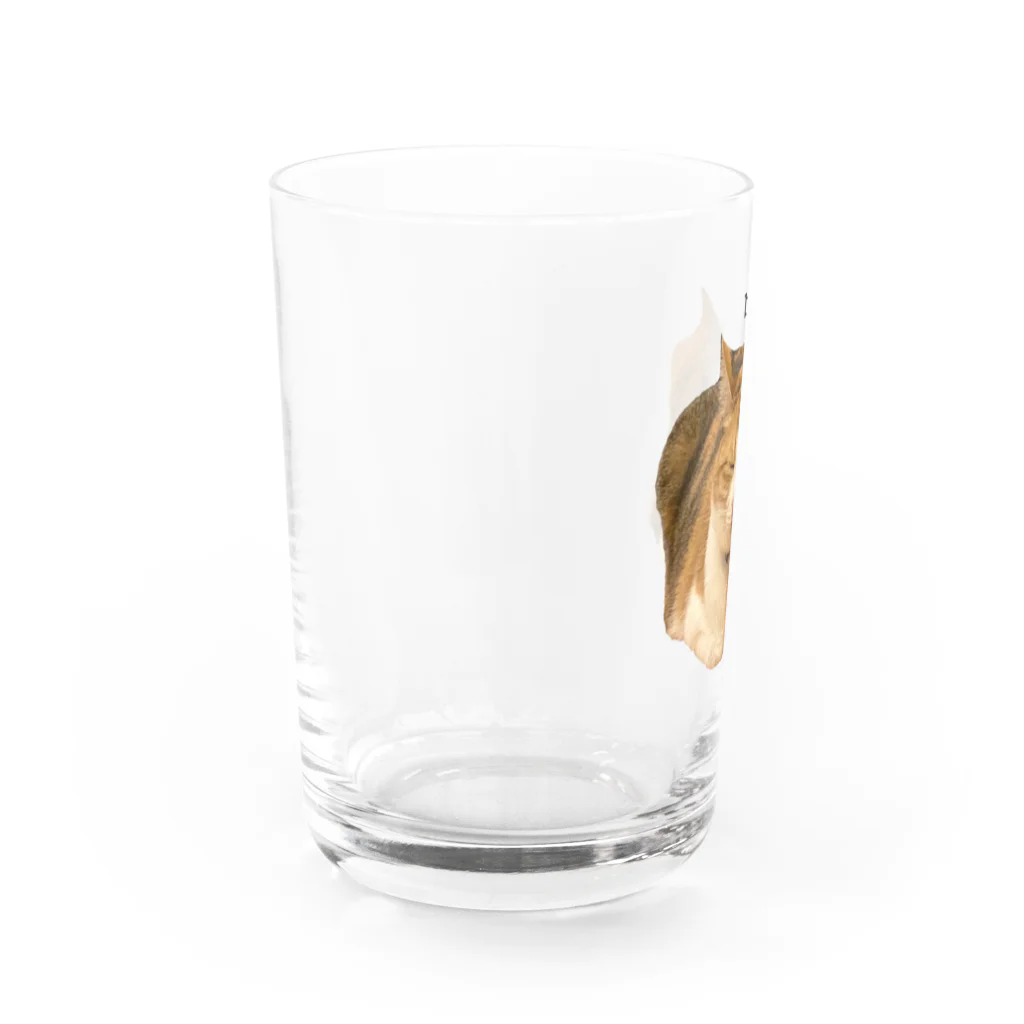 猫カフェ ぶぅたんグッズショップの仏のような寝顔のトコちゃん Water Glass :left