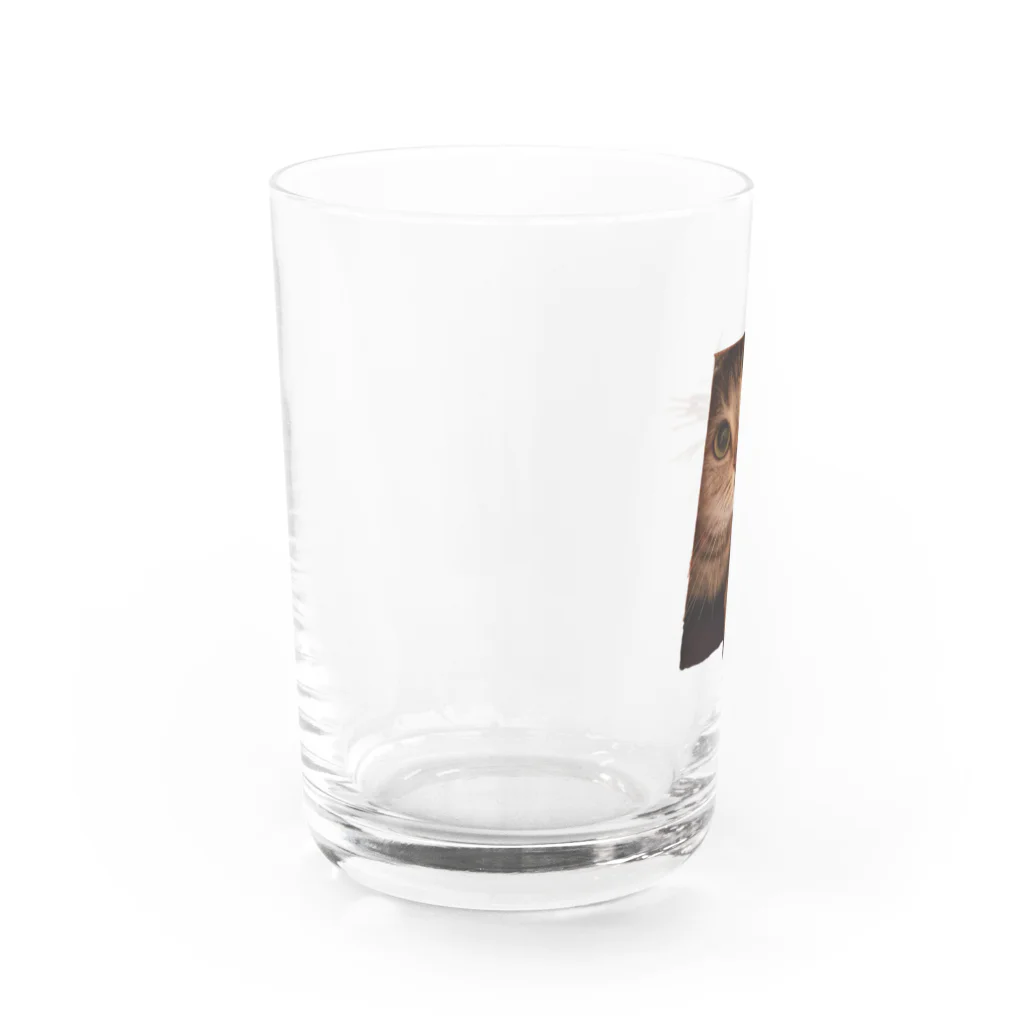 りんりん@らてののぞき見にゃんこ Water Glass :left