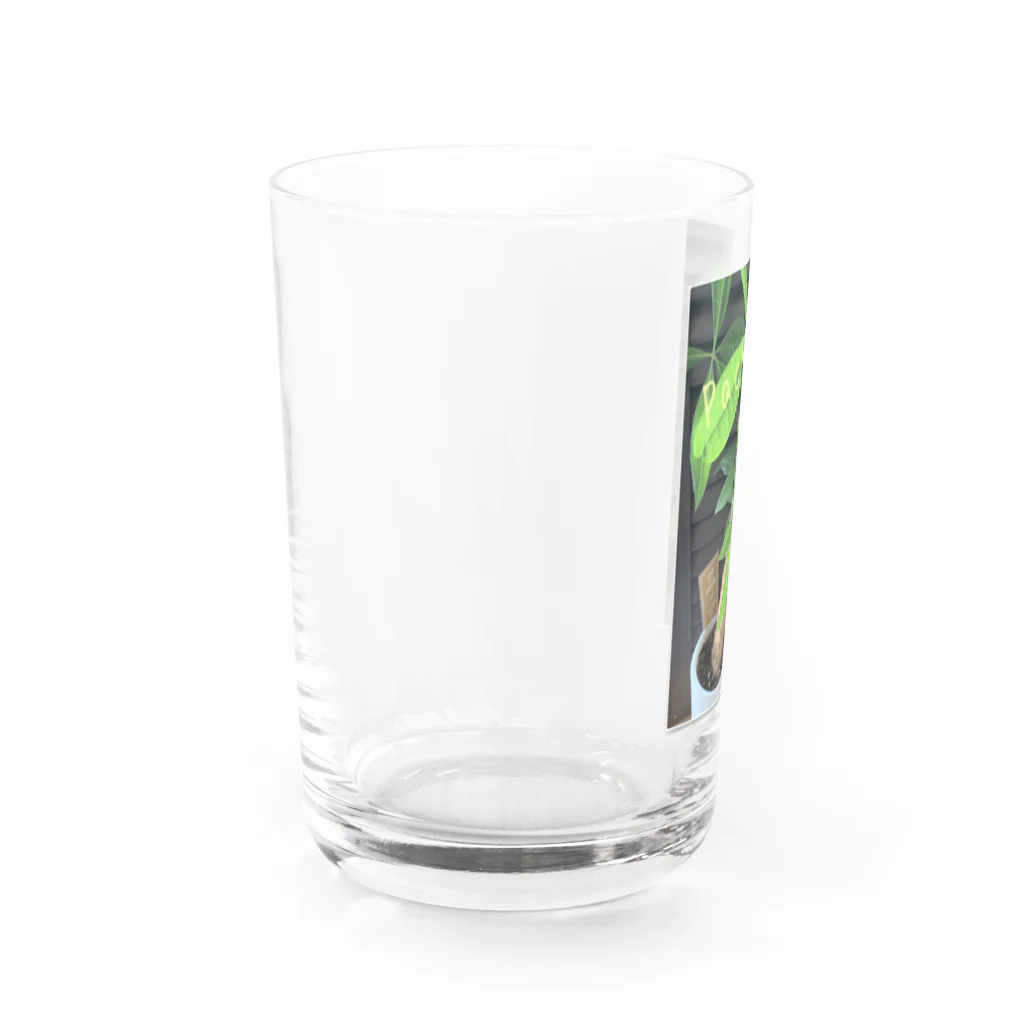 stone stoneの緑のパキラ Water Glass :left