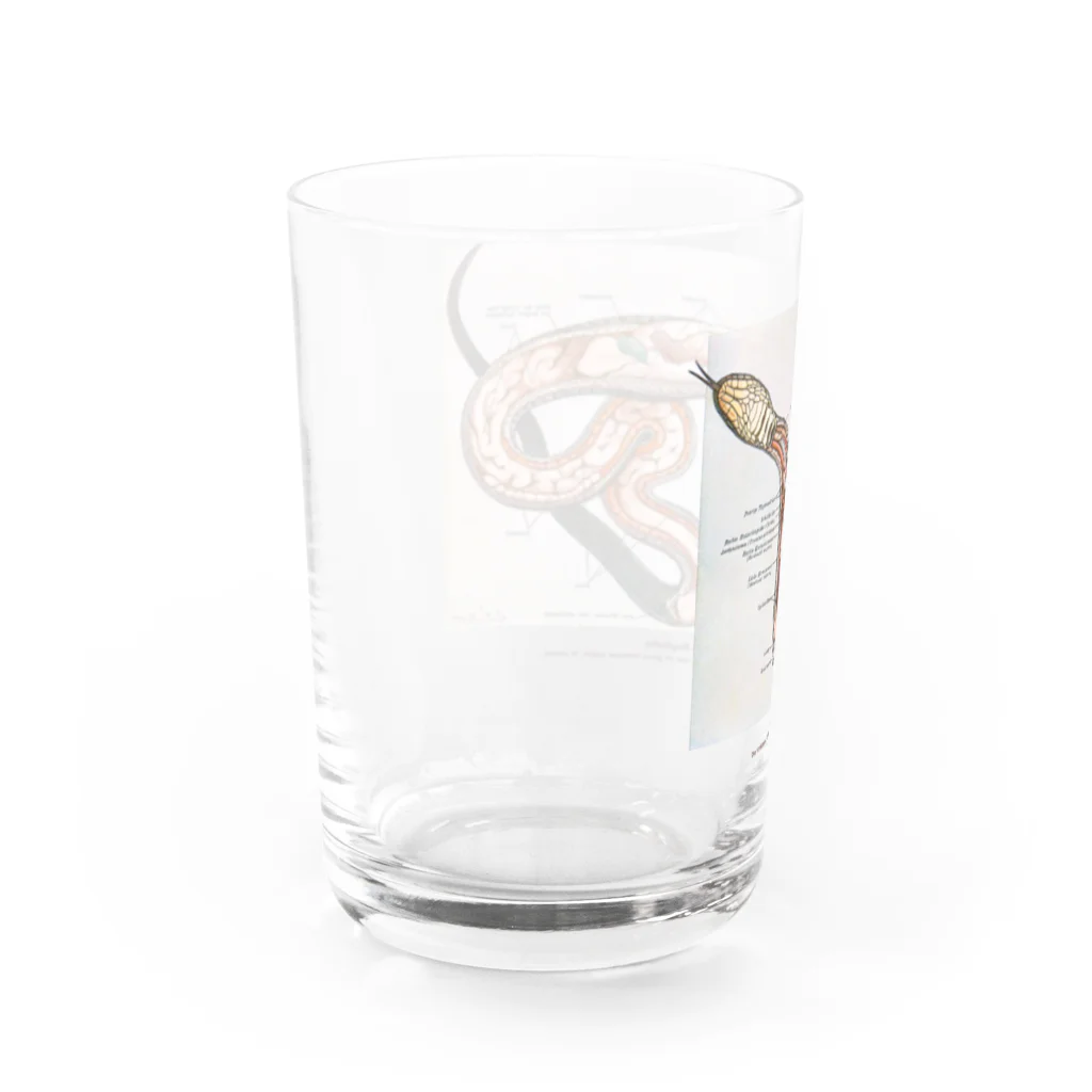 Rubbishのヘビの解剖 Water Glass :left