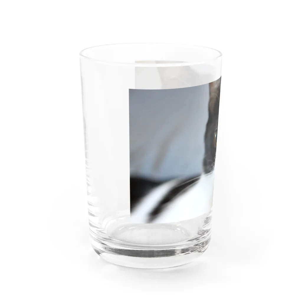 キティの目ヂカラ強めのハチワレ美人 Water Glass :left