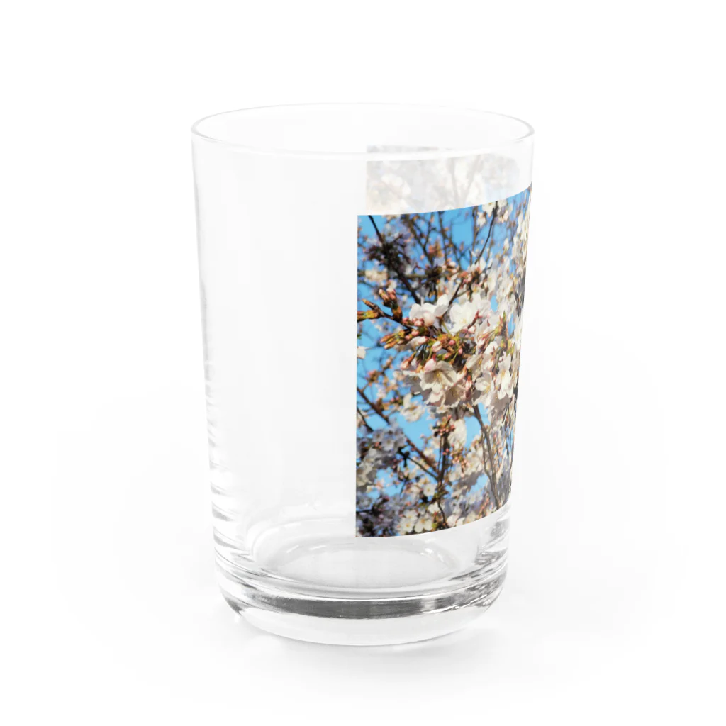 ハチドリ販売所の日本の春 桜B Water Glass :left