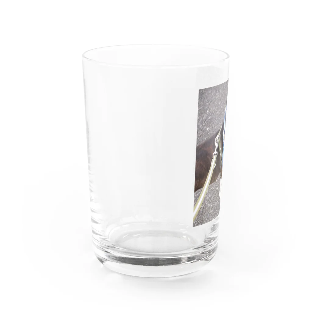 Laikathebostonterrierのおさんぽライカ1 Water Glass :left