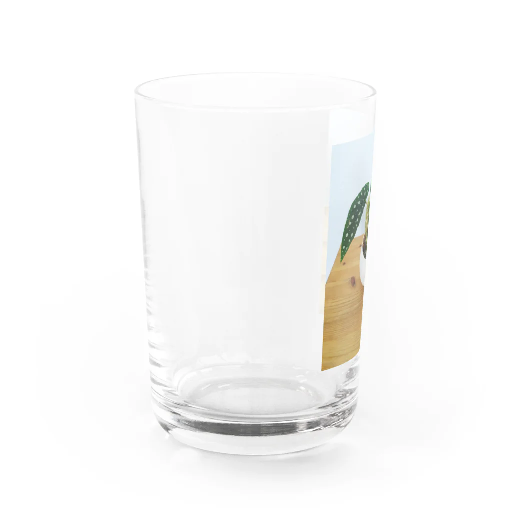 まゆらびのベゴニアマクラータちゃん Water Glass :left