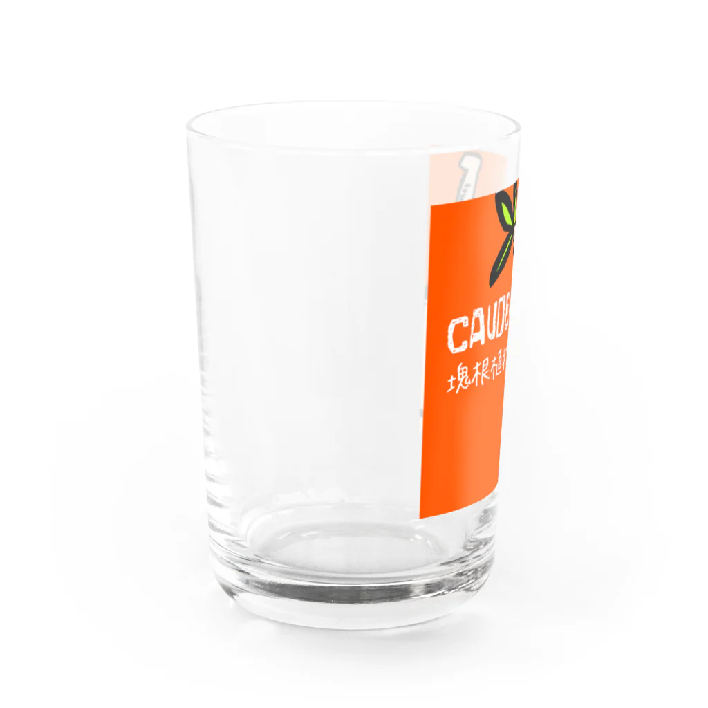 パキポキさんのcaudex  Water Glass :left