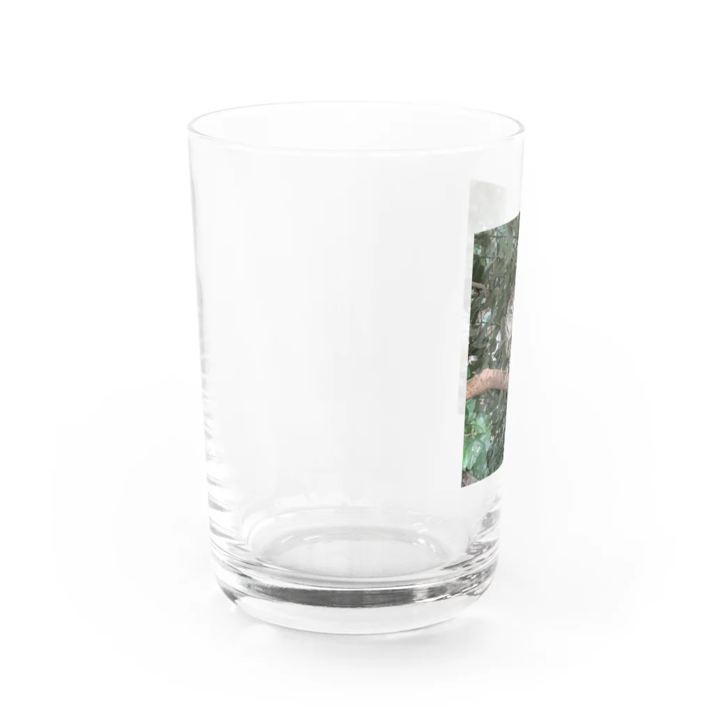 ちびまっくすのもふもふフクロウ💕 Water Glass :left