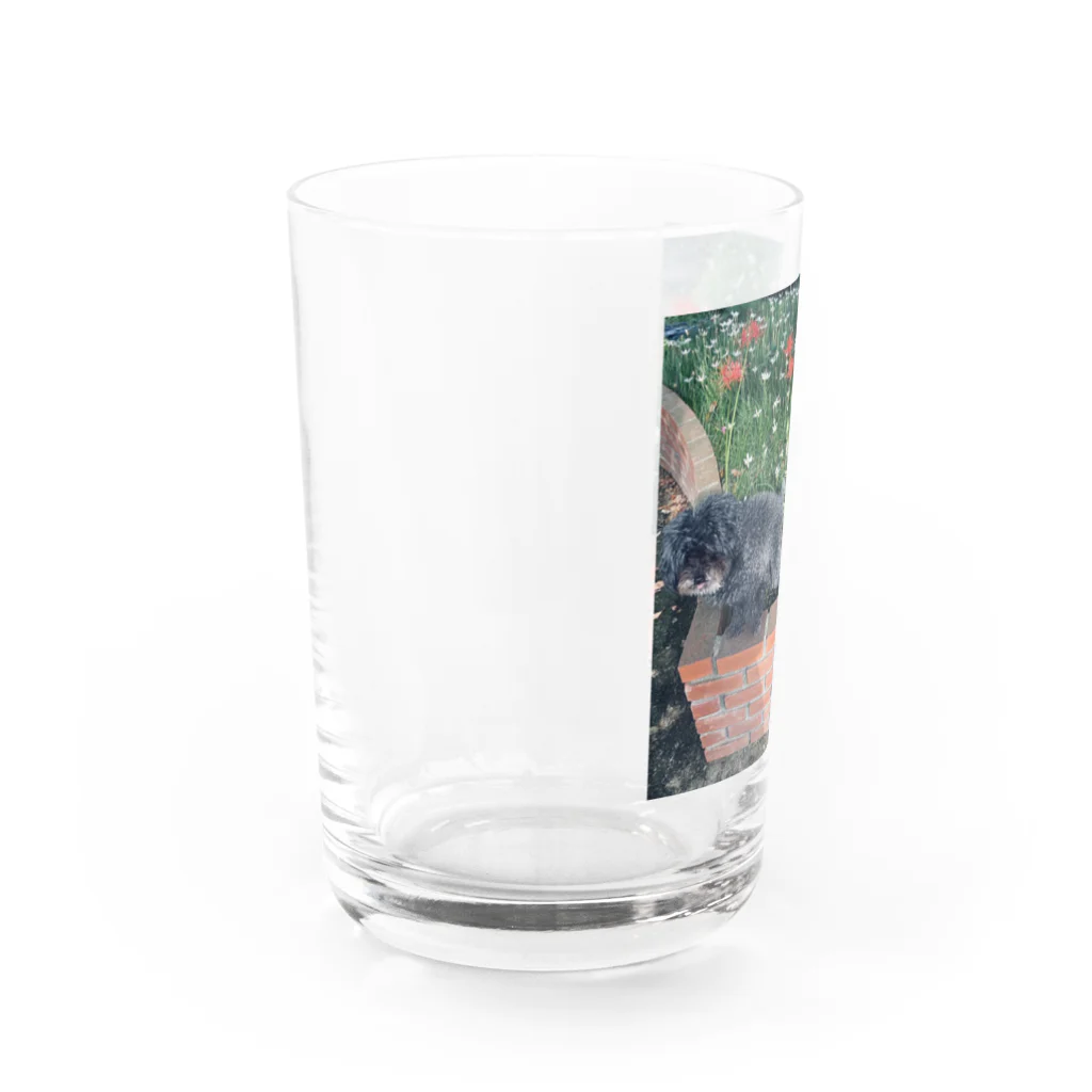 commeのセプテンバー Water Glass :left
