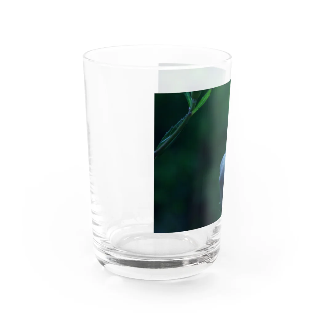 ﾛｯﾄﾓｰﾝﾄのつぼみ Water Glass :left