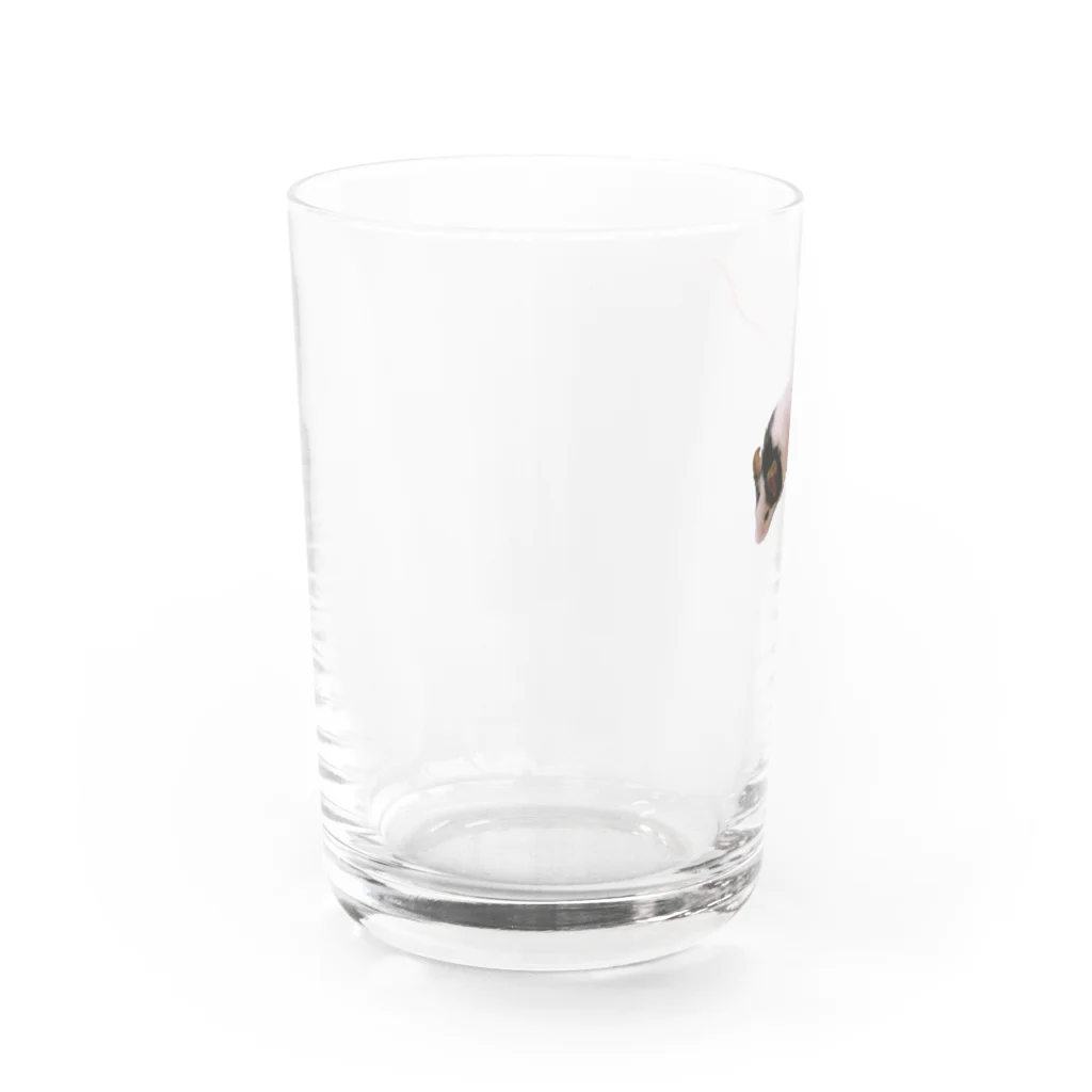 くつしたさんがなんか売るのパンダマウスのかわいいすがた Water Glass :left