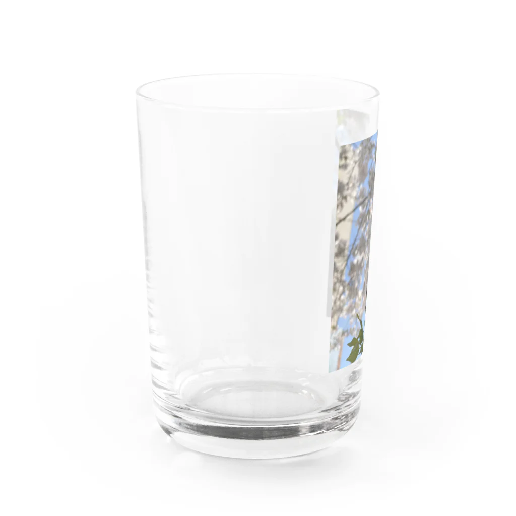 まこの見た景色の桜 Water Glass :left