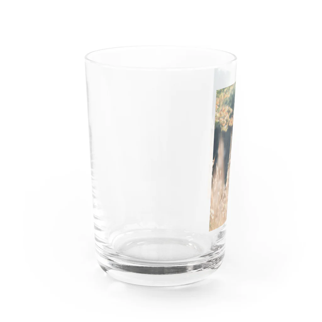 はやしの秋 Water Glass :left