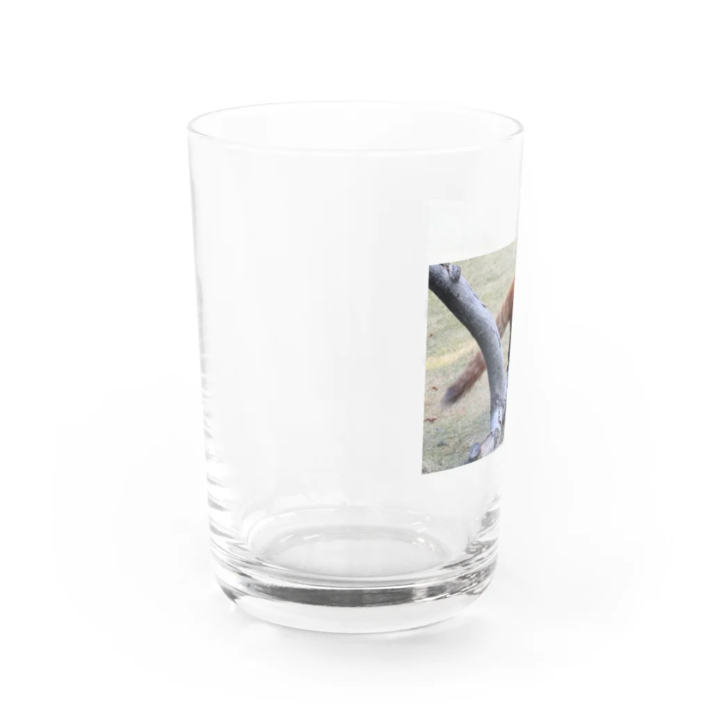 アレックス⚽🏀🍣のレッサーパンダ Water Glass :left