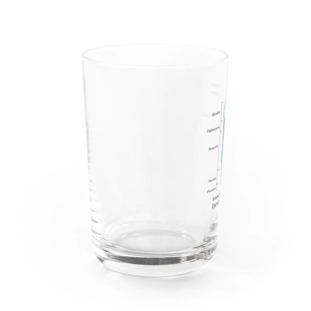 むせきつい屋さんのウミクワガタの外部形態 Water Glass :left