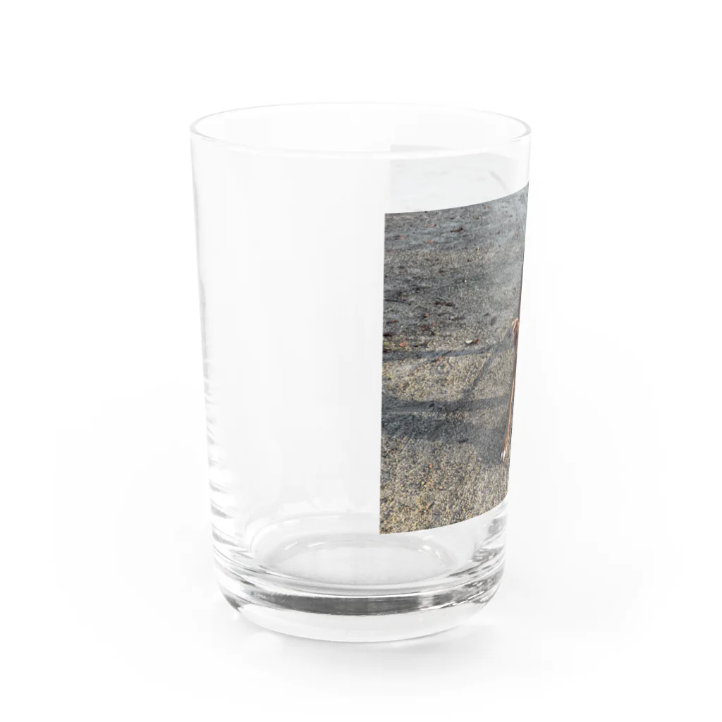 lucyのアメリカンピットブルテリア Water Glass :left