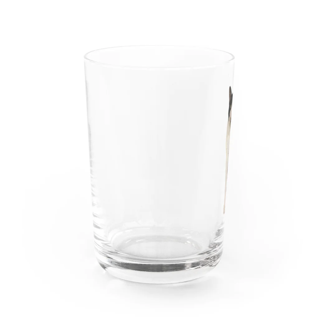 ハチワレ猫のタロの前足長いタロくん Water Glass :left