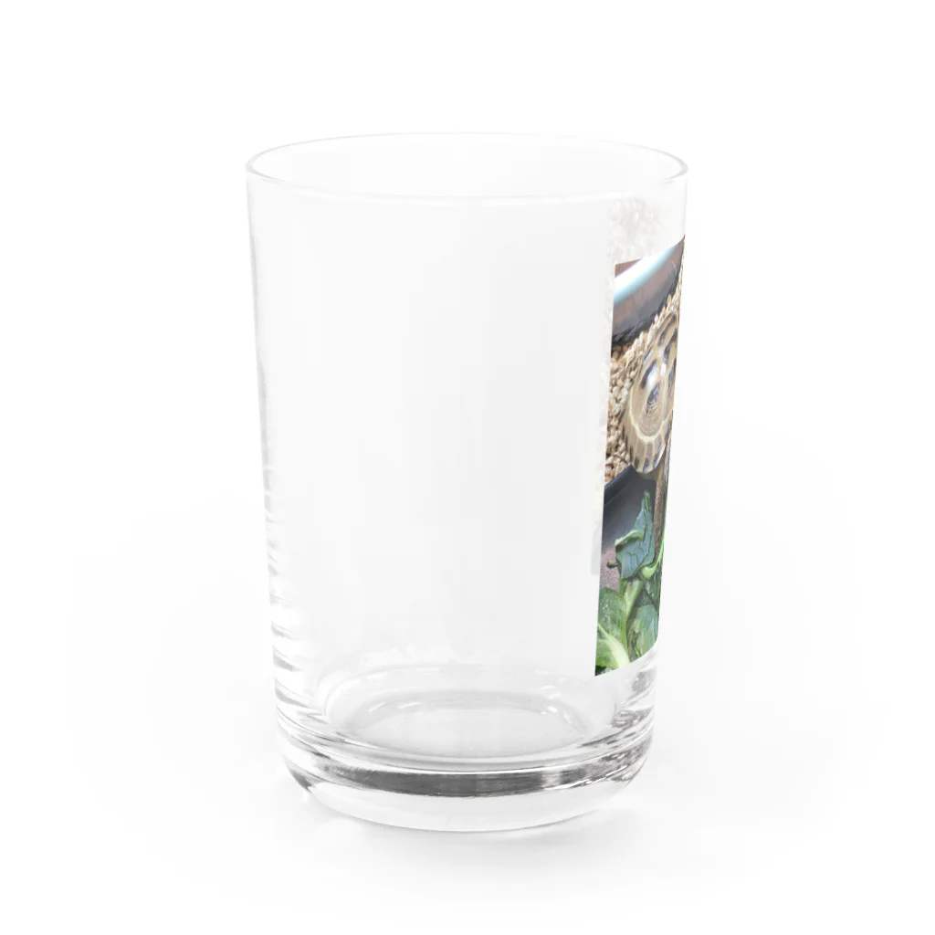 クリエイターズ・ショップのホルス福丸あさごはん Water Glass :left