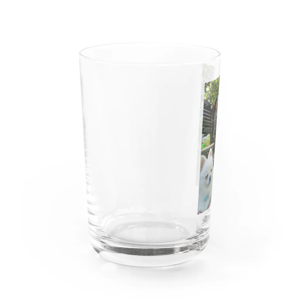 ポメラニアンのつんちゃんとニューフェイスりんちゃんのひげじろうの夏withつんちゃん Water Glass :left