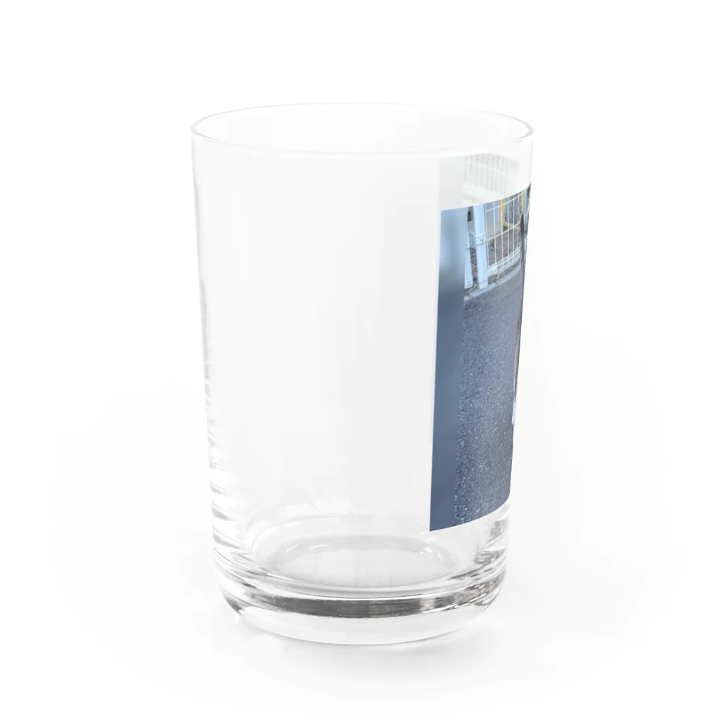 ながしっぽ from.さくらねこの家のながしっぽ　type.Ｊ Water Glass :left