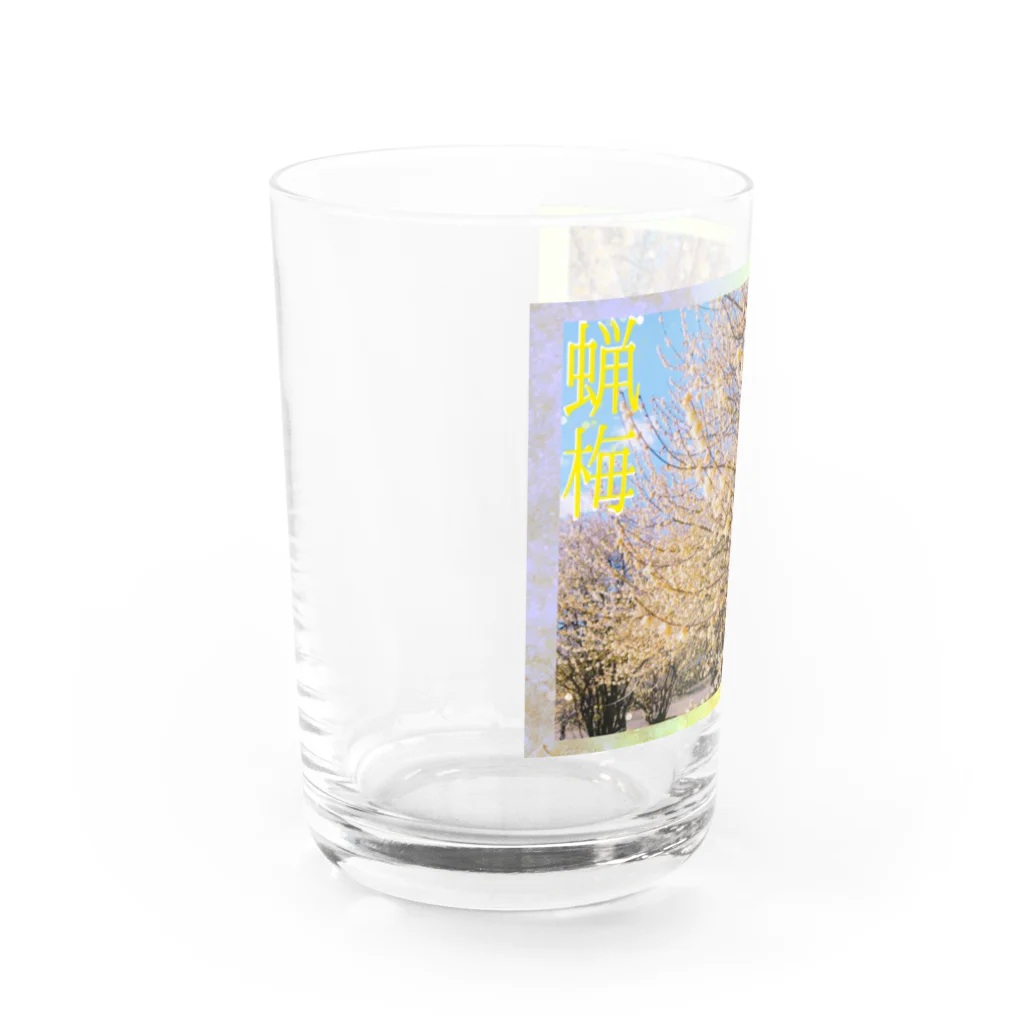 神丸の蝋梅 Water Glass :left