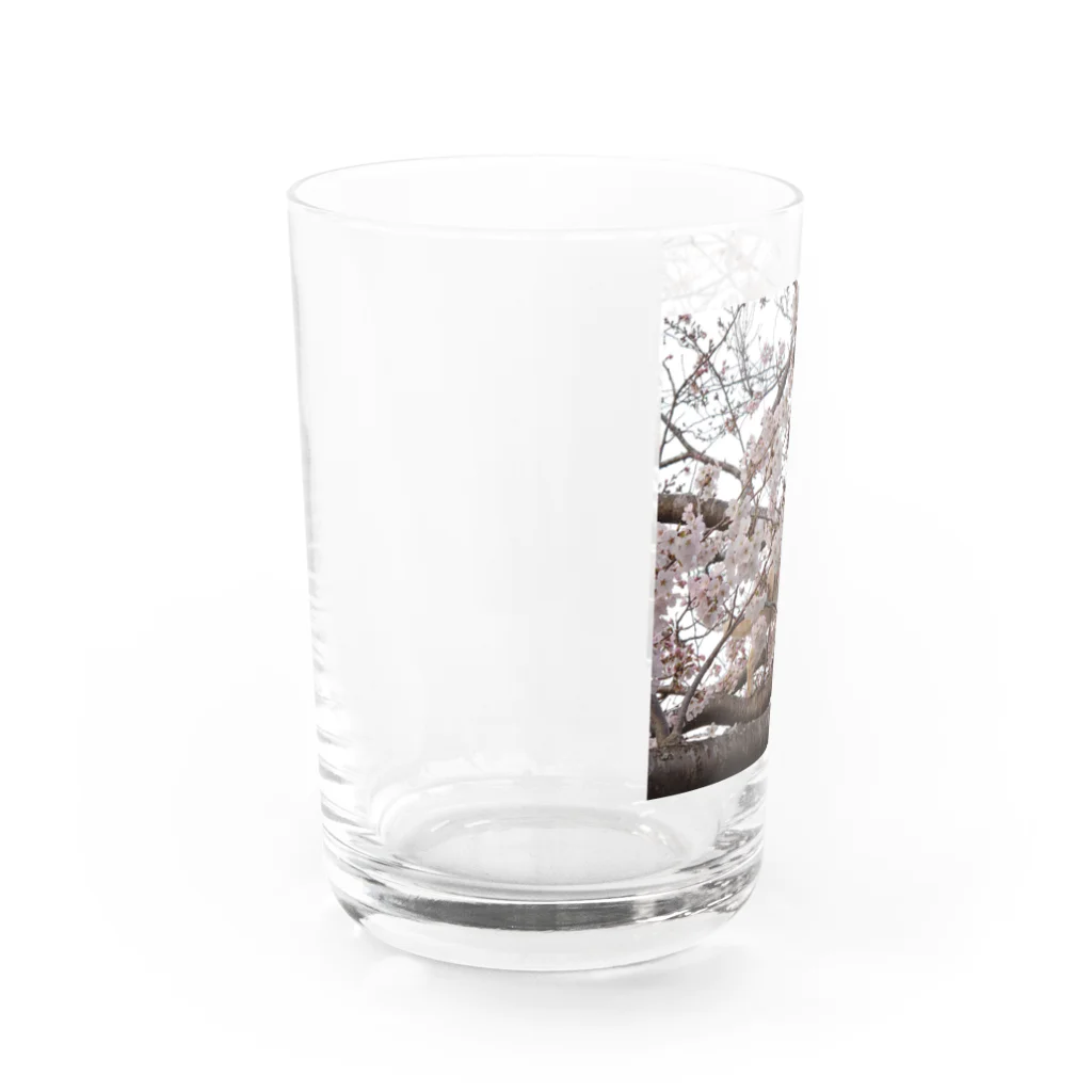 photo-foxの桜と猫 Water Glass :left