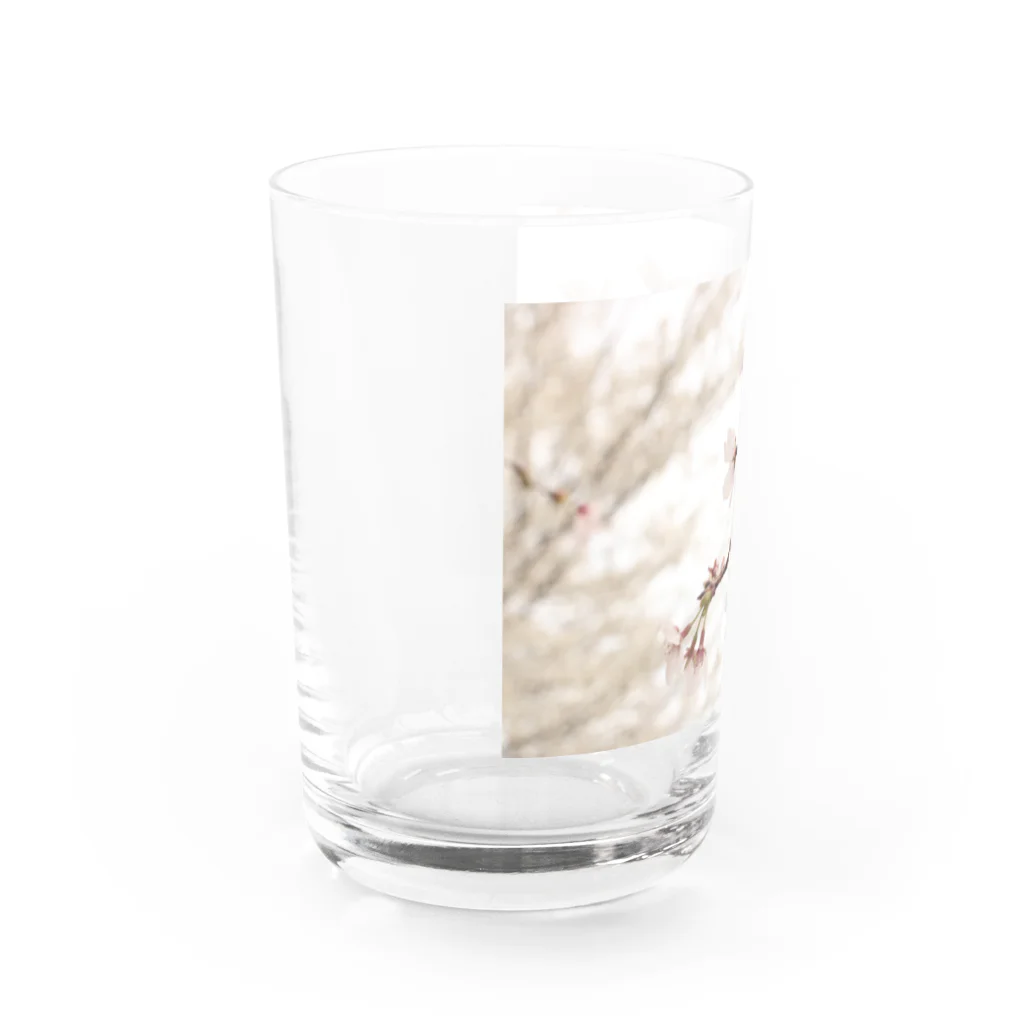 詩音乃芽の木の桜 Water Glass :left