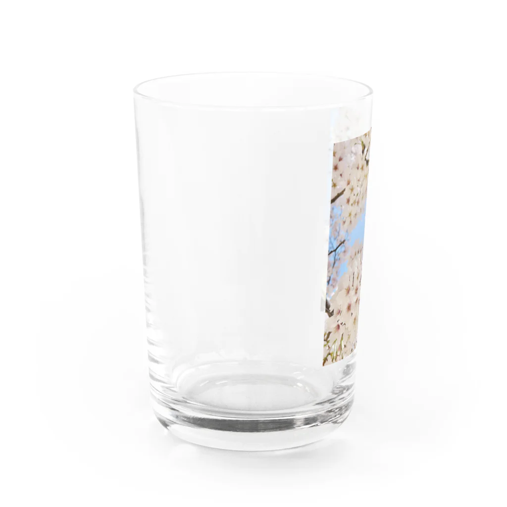 Sunshine and Skyのさくら桜 Water Glass :left