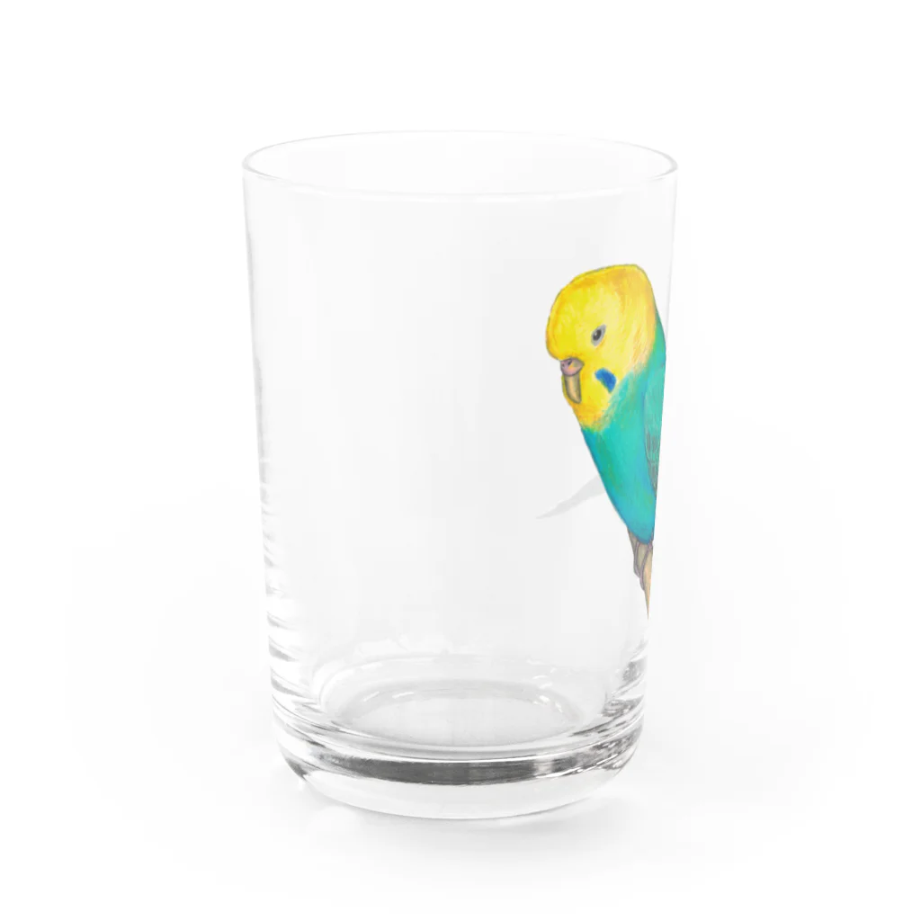 森図鑑の[森図鑑]セキセイインコレインボー Water Glass :left
