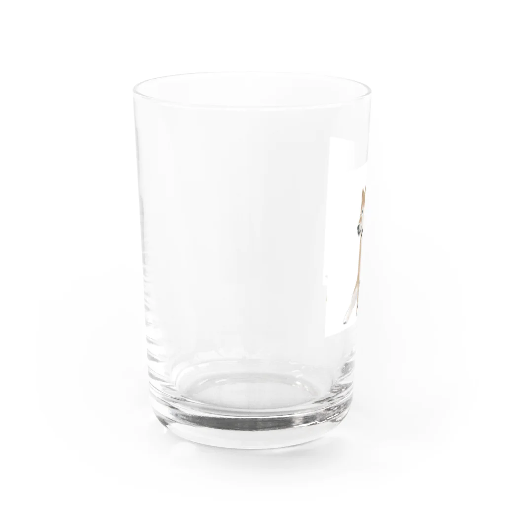 maaaaayaの柴犬 Water Glass :left
