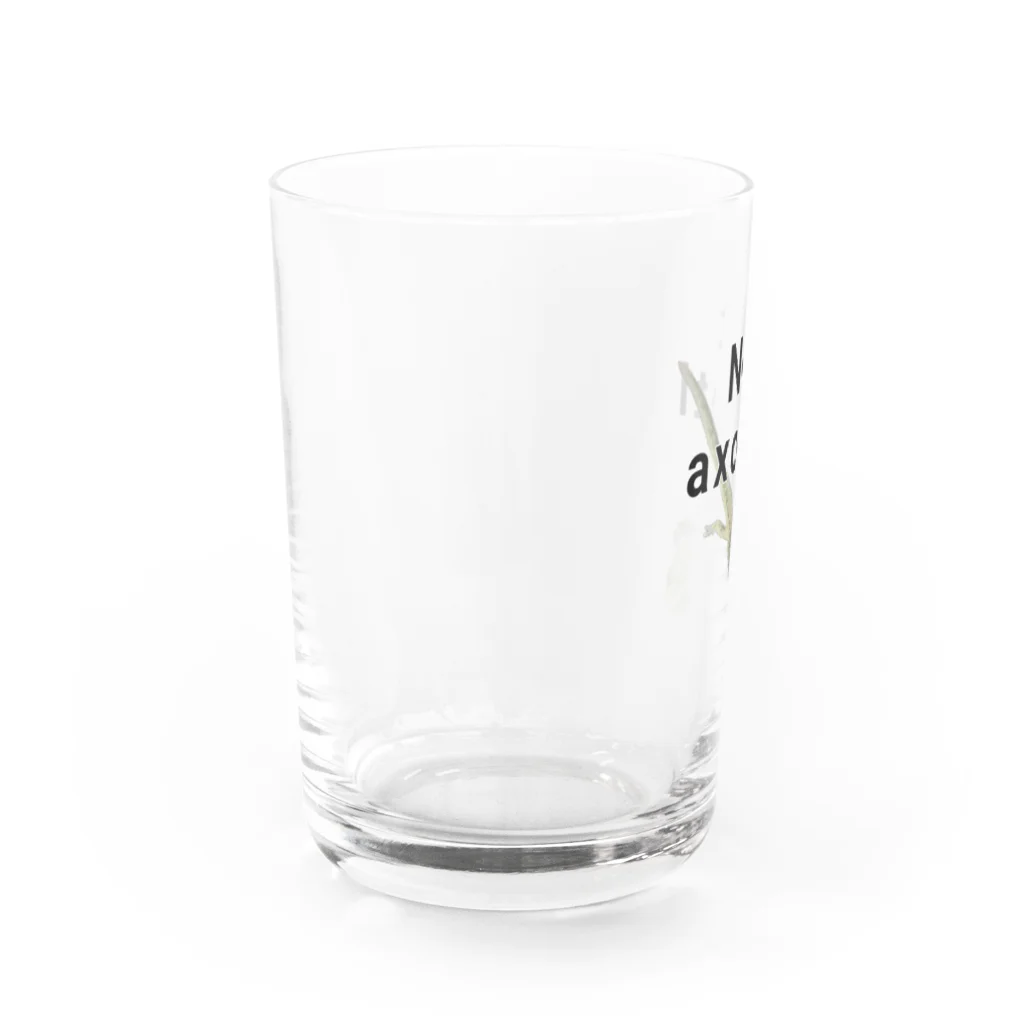 ちーずぐっずのウーパールーパーでありません。吾輩はイモリ幼生である。 Water Glass :left