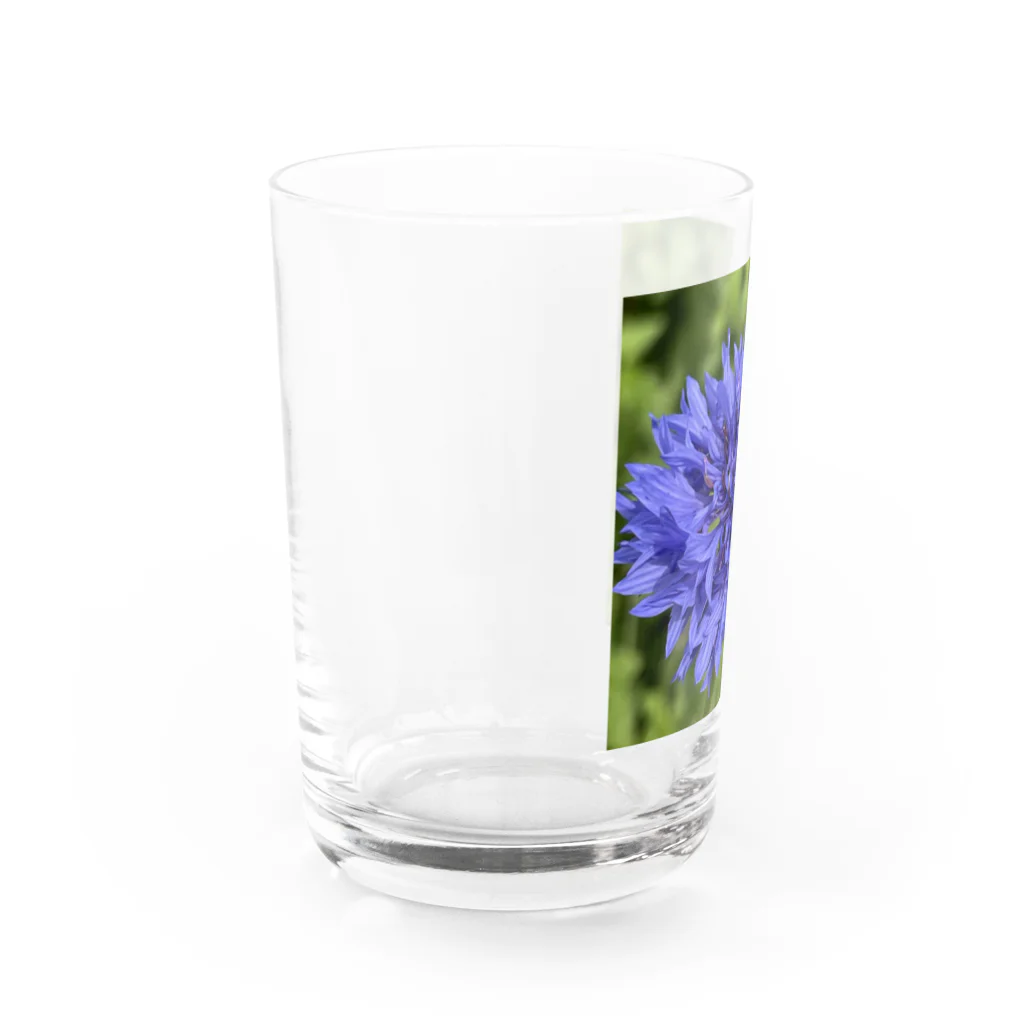 あゆのしおやきのヤグルマギク(青) Water Glass :left