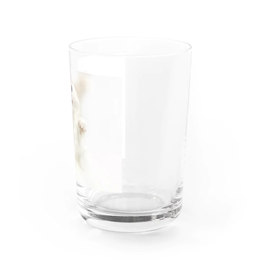 Milkoftheguineapigの白猫 Water Glass :right